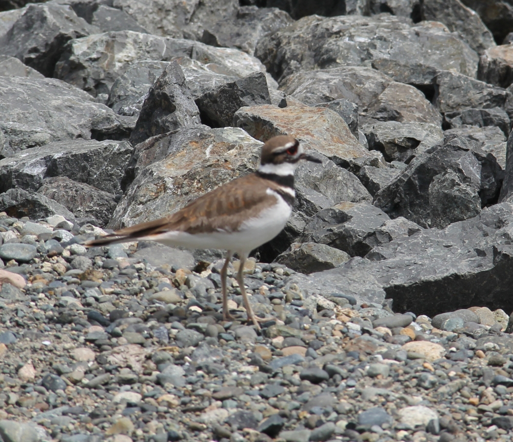 Kildeer Guarding His Nest at French Creek